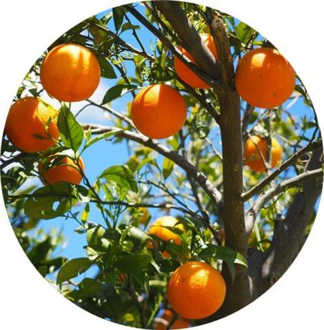 Zeytinada Pansiyon Ve Goezleme Guneykoy 외부 사진